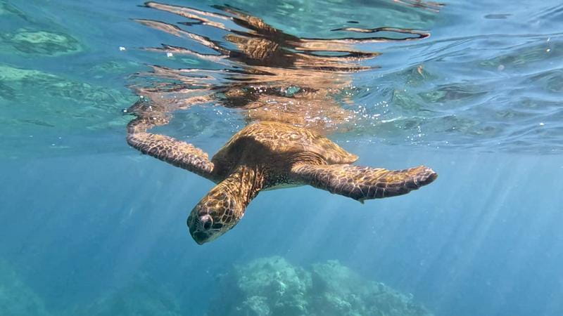 File:Lulu turtle2.jpg