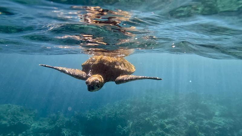 File:Lulu turtle1.jpg