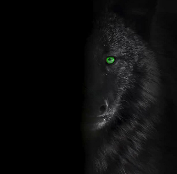 File:LucyWolf.png