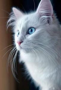 This is Blue. She found him and stayed with him. She is his twin soul. They eat together, nap together, do a lot of things together. He loves her very much. He protects her and if anyone even threatens to hurt her, Locke gets very upset. Alternative Names: Baby, Bluey, Boo, Madam, Misses, Princess, Love, The Drama.