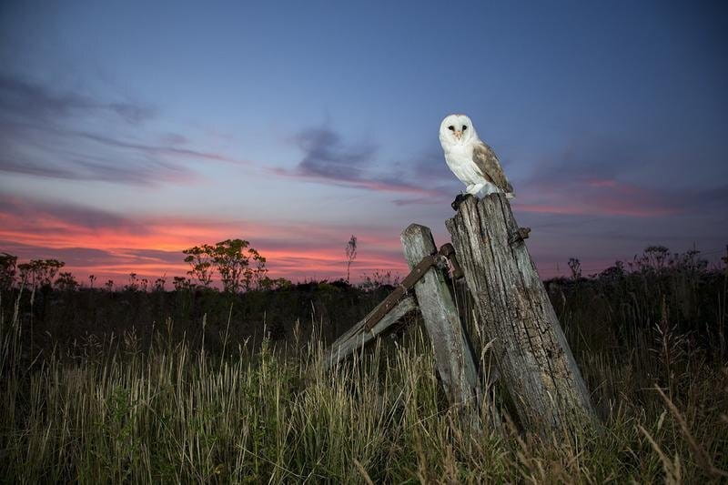 File:NovaOwl.jpg
