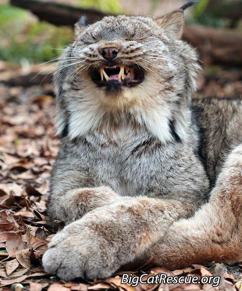 File:Jonesy laughing lynx.jpg