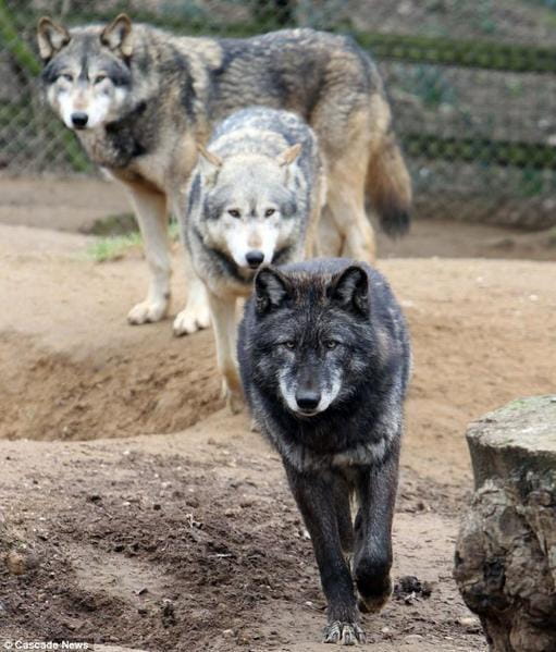 File:TrillyWolf.jpg