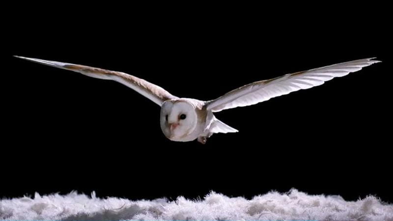 File:KitOwl.jpg