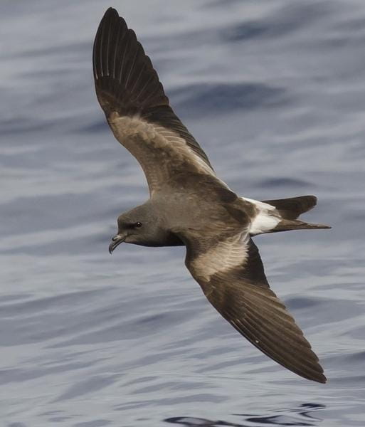 File:Leach's storm petrel.jpg