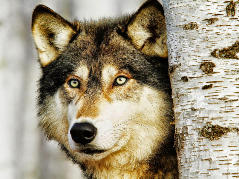File:Kol Wolf.png