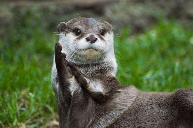 File:Otter.jpg