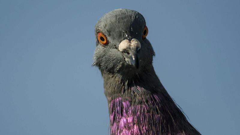 File:Clovis.jpg
