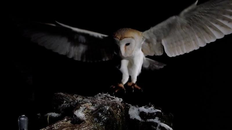 File:LucyOwl.jpg